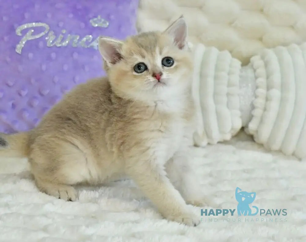 Ukki Scottish Straight male blue golden shaded live animals
