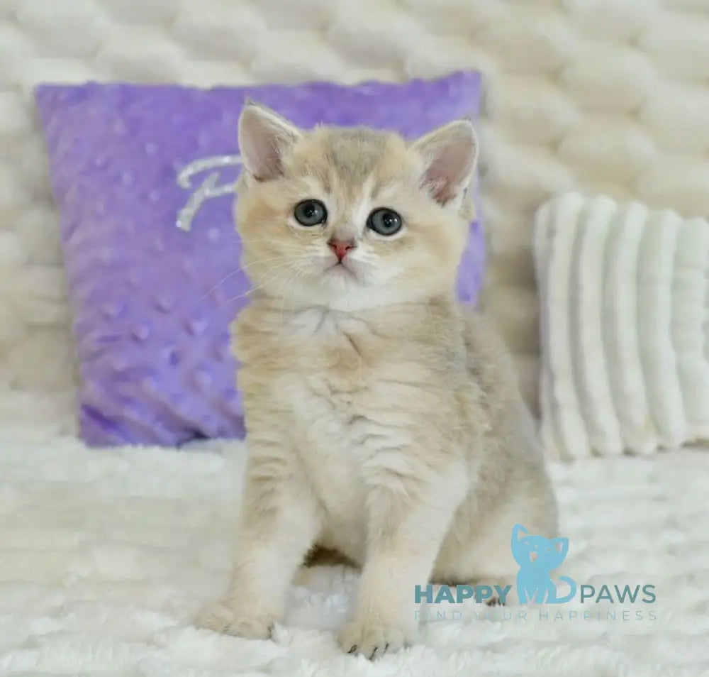 Ukki Scottish Straight male blue golden shaded live animals