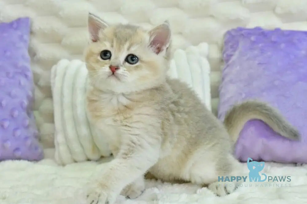 Ukki Scottish Straight male blue golden shaded live animals