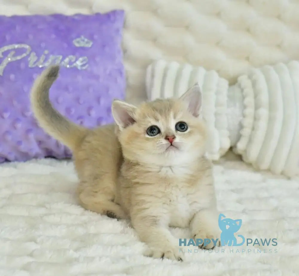 Ukki Scottish Straight male blue golden shaded live animals