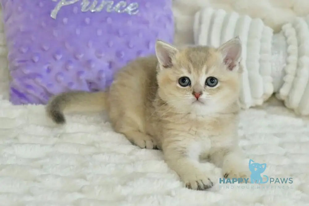 Ukki Scottish Straight male blue golden shaded live animals
