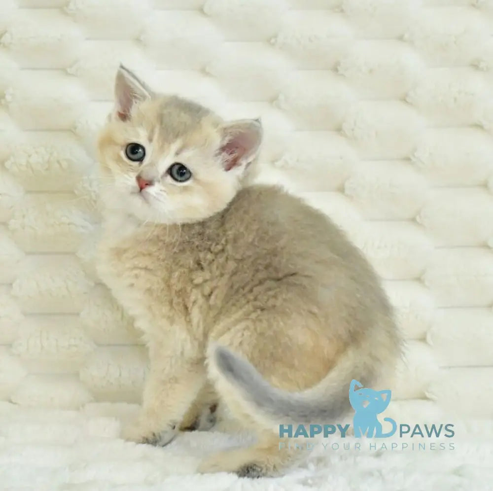 Ukki Scottish Straight male blue golden shaded live animals