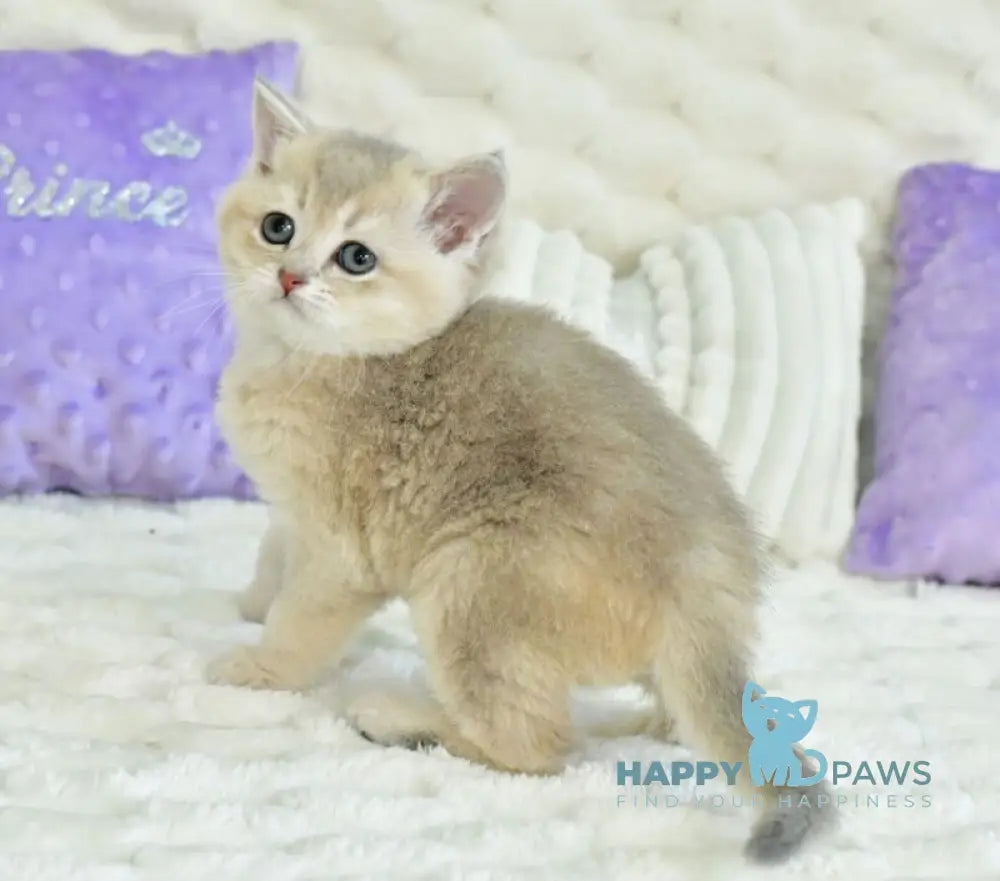 Ukki Scottish Straight male blue golden shaded live animals