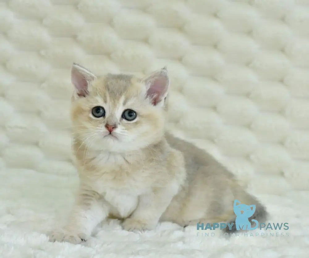 Ukki Scottish Straight male blue golden shaded live animals