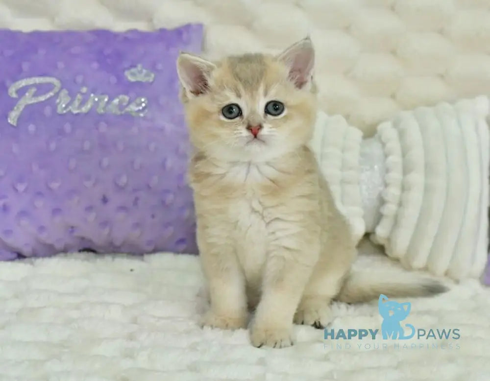 Ukki Scottish Straight male blue golden shaded live animals
