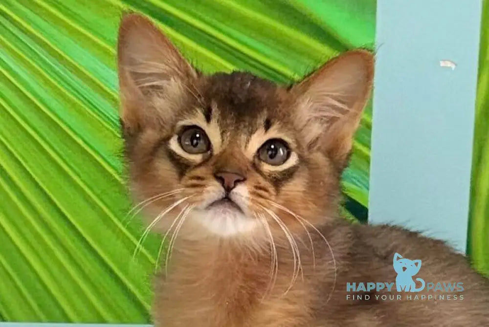 Ukrop Somali male ruddy live animals