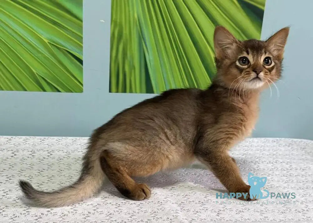 Ukrop Somali male ruddy live animals