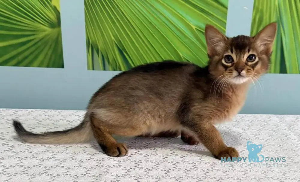 Ukrop Somali male ruddy live animals