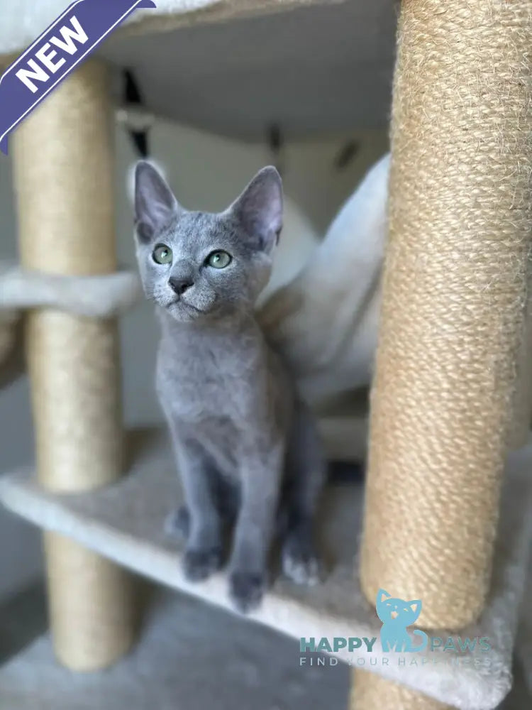 Ukulas Russian Blue male blue live animals