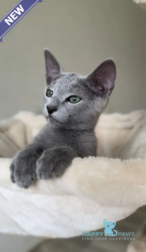 Ukulas Russian Blue male blue live animals