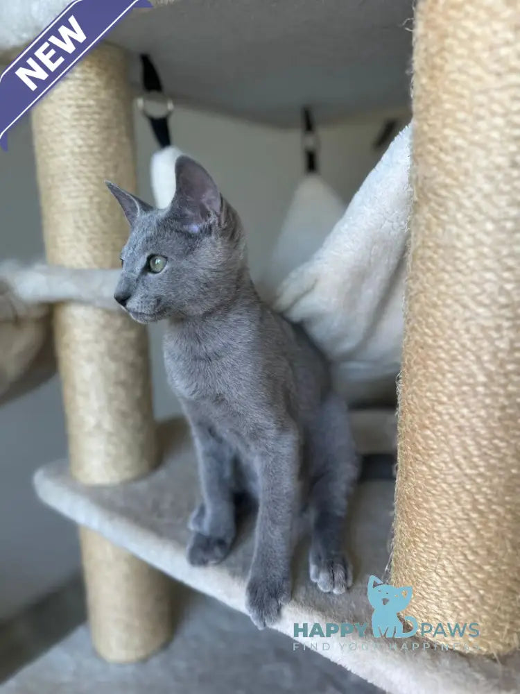 Ukulas Russian Blue male blue live animals