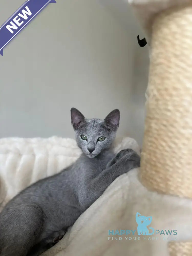 Ukulas Russian Blue male blue live animals
