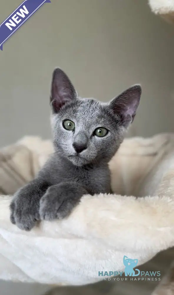 Ukulas Russian Blue male blue live animals