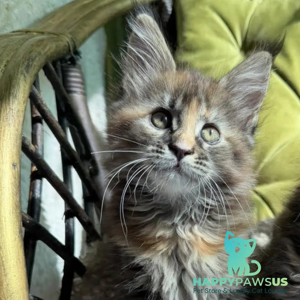 Ula Maine Coon female black tortie with white - live animals