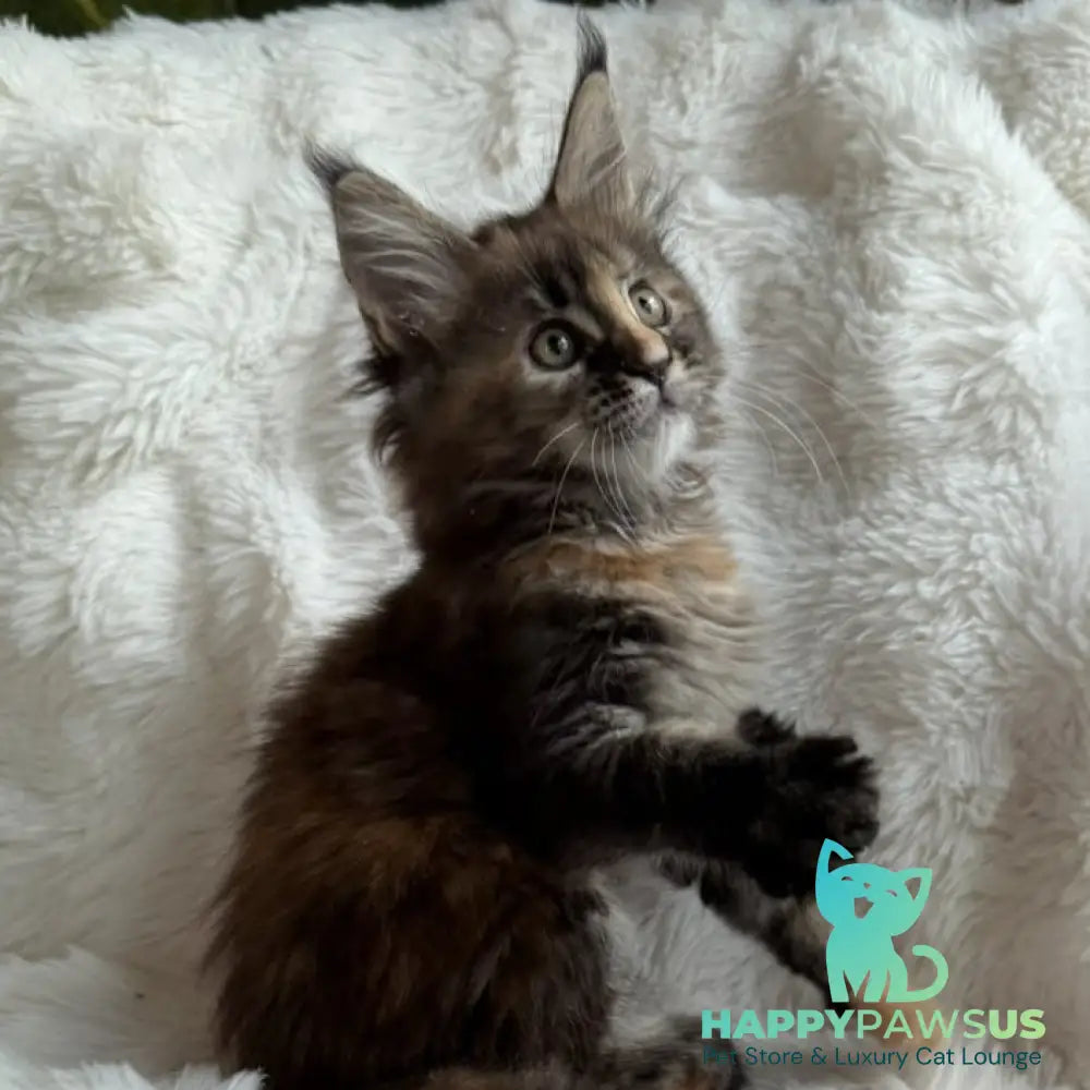 Ula Maine Coon female black tortie with white - live animals
