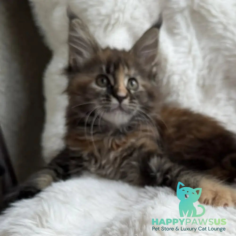 Ula Maine Coon female black tortie with white - live animals