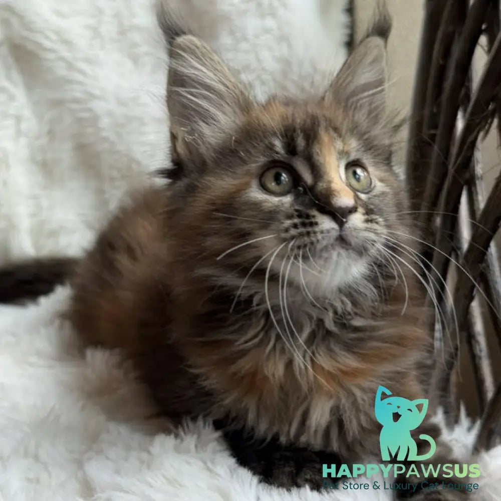 Ula Maine Coon female black tortie with white - live animals