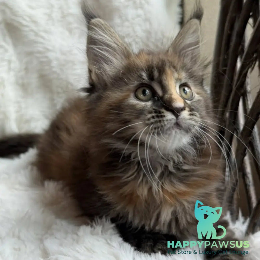 Ula Maine Coon female black tortie with white - live animals