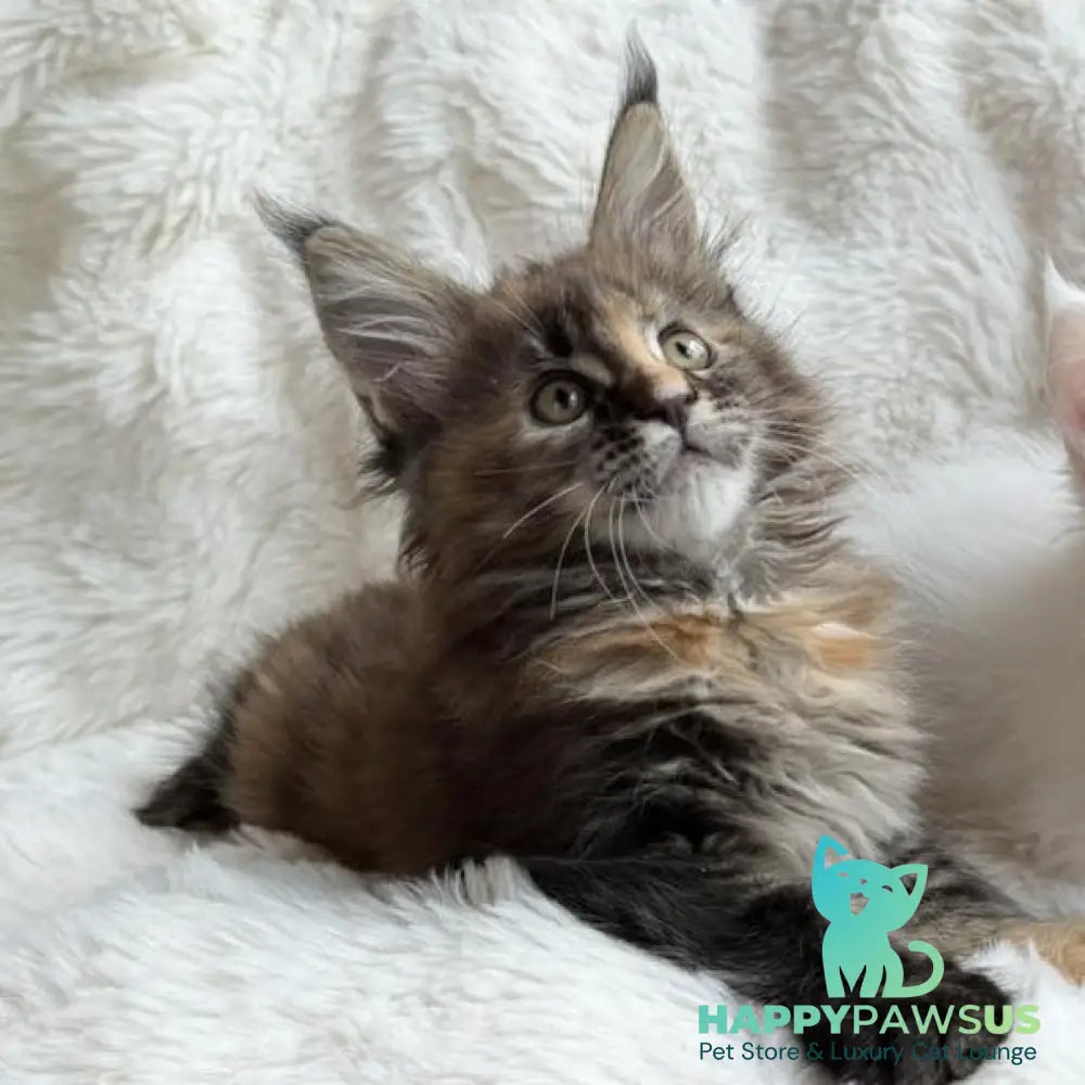 Ula Maine Coon female black tortie with white - live animals