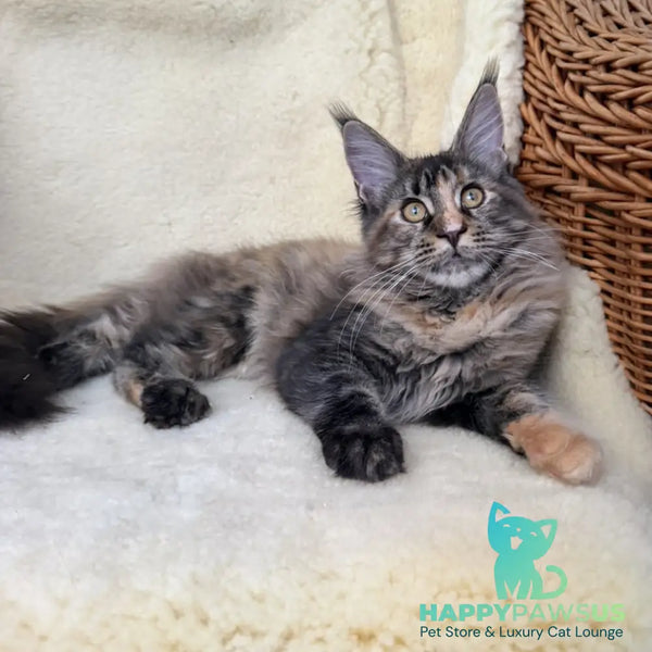 Ula Maine Coon female black tortie with white - live animals