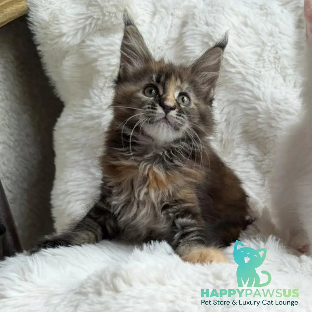 Ula Maine Coon female black tortie with white - live animals