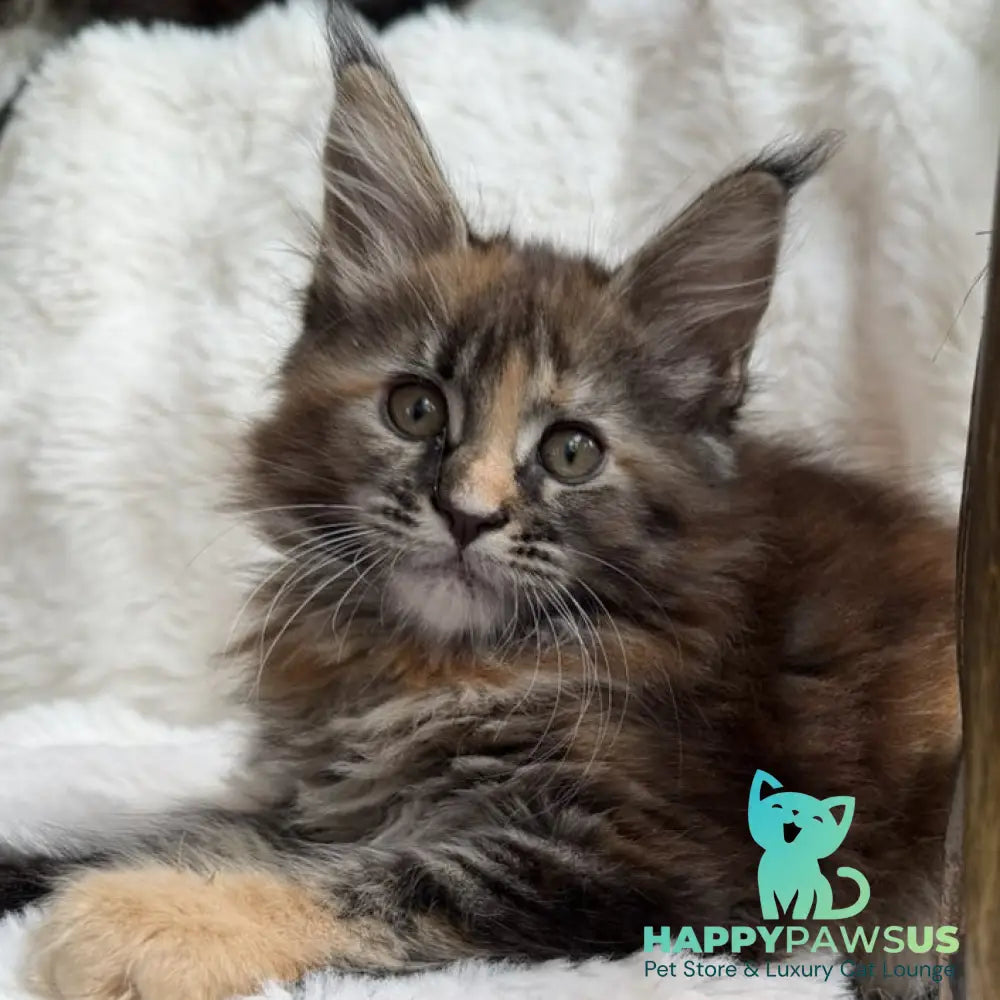 Ula Maine Coon female black tortie with white - live animals