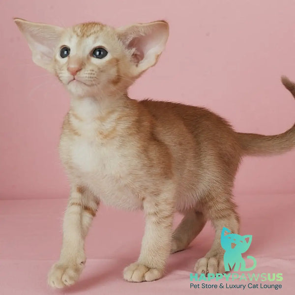 Ulan Bator Oriental Shorthair male red - live animals