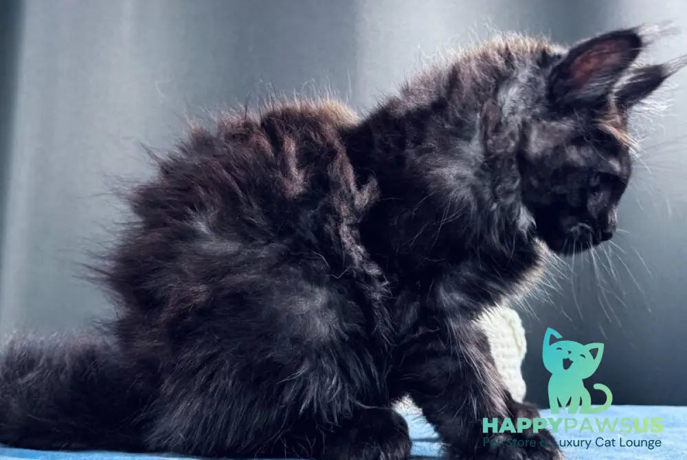 Ulan Mistwolf Maine Coon male black silver with white - live animals
