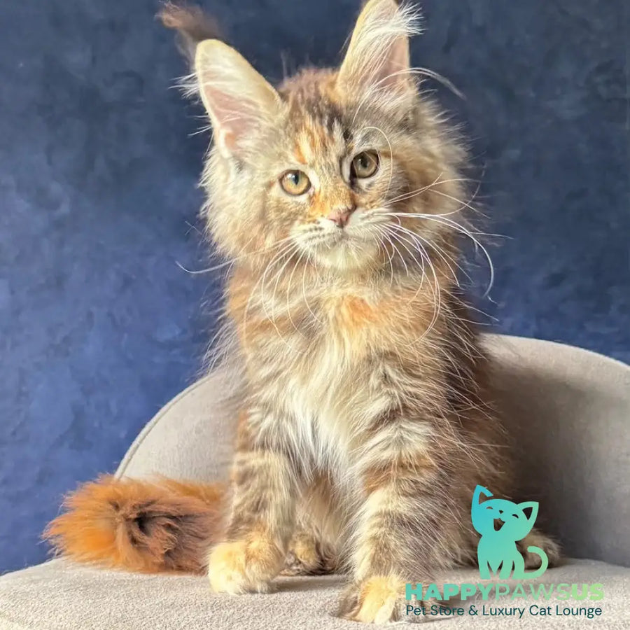 Ulani Maine Coon female black tortie tabby - live animals