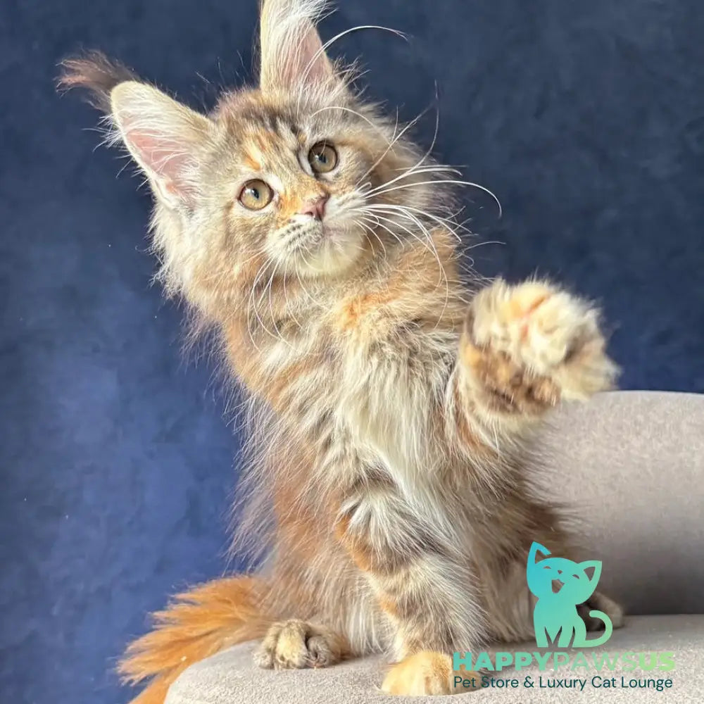 Ulani Maine Coon female black tortie tabby - live animals