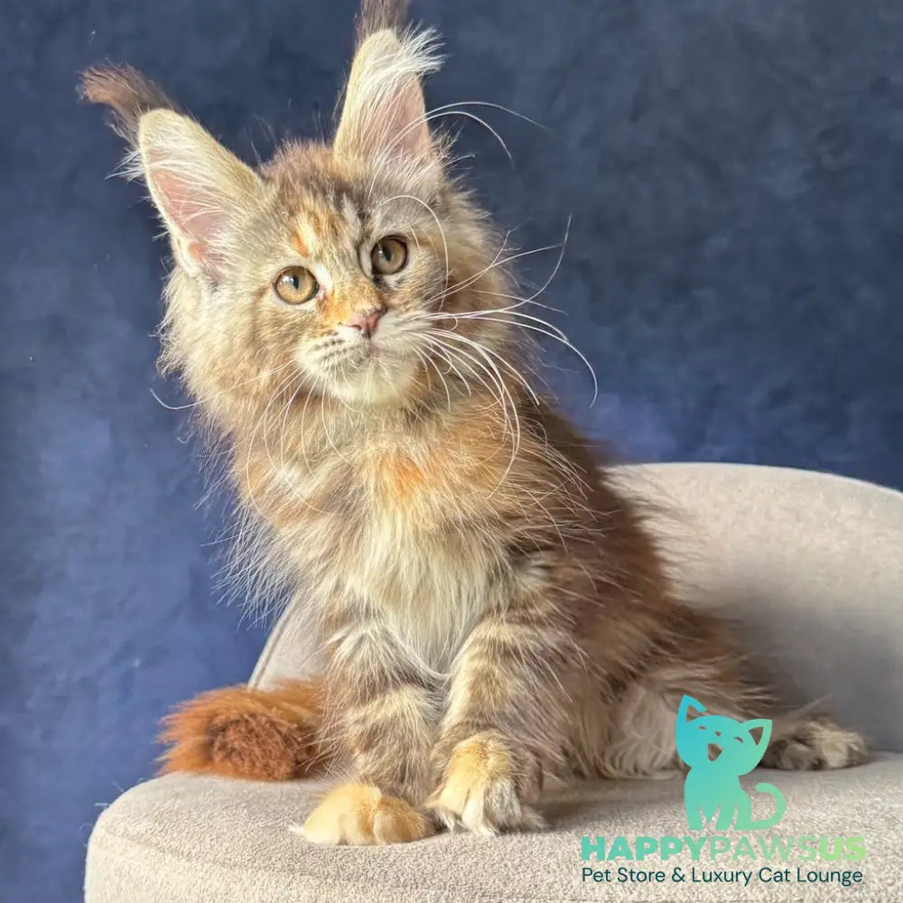 Ulani Maine Coon female black tortie tabby - live animals