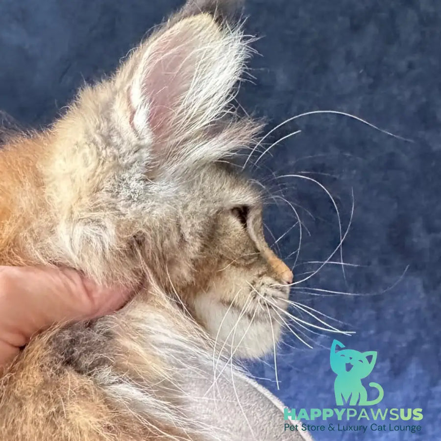 Ulani Maine Coon female black tortie tabby - live animals
