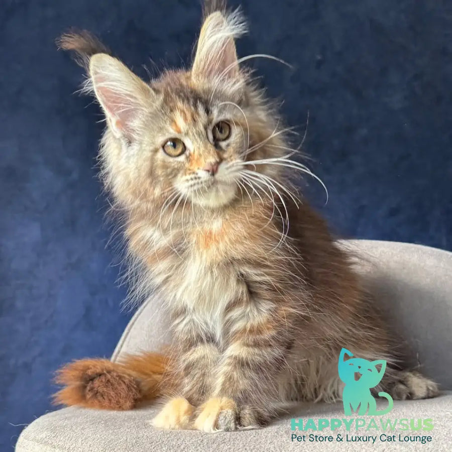 Ulani Maine Coon female black tortie tabby - live animals