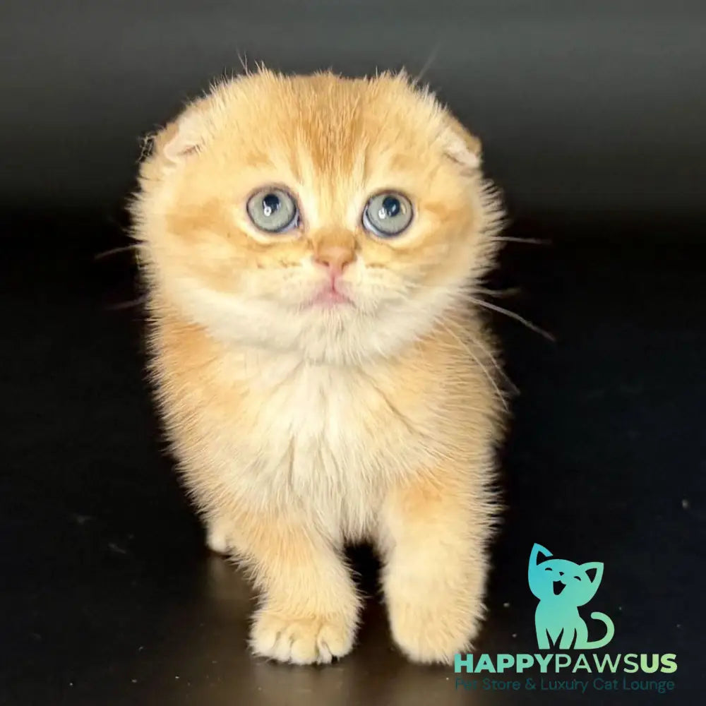 Ulani Scottish Fold female black golden chinchilla - live animals