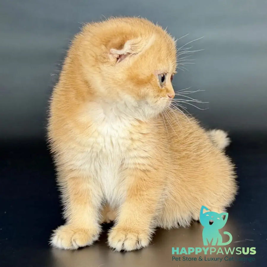 Ulani Scottish Fold female black golden chinchilla - live animals