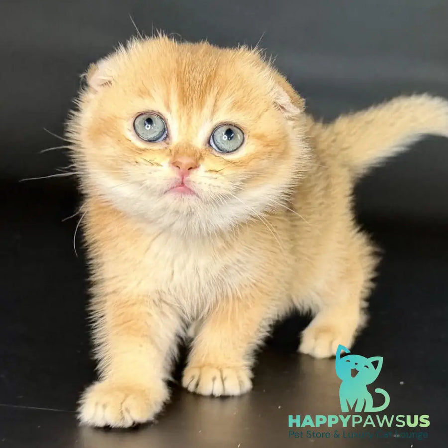 Ulani Scottish Fold female black golden chinchilla - live animals