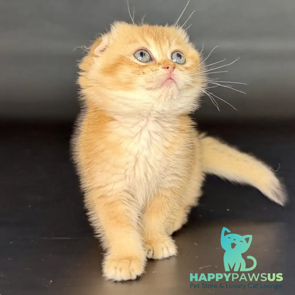 Ulani Scottish Fold female black golden chinchilla - live animals