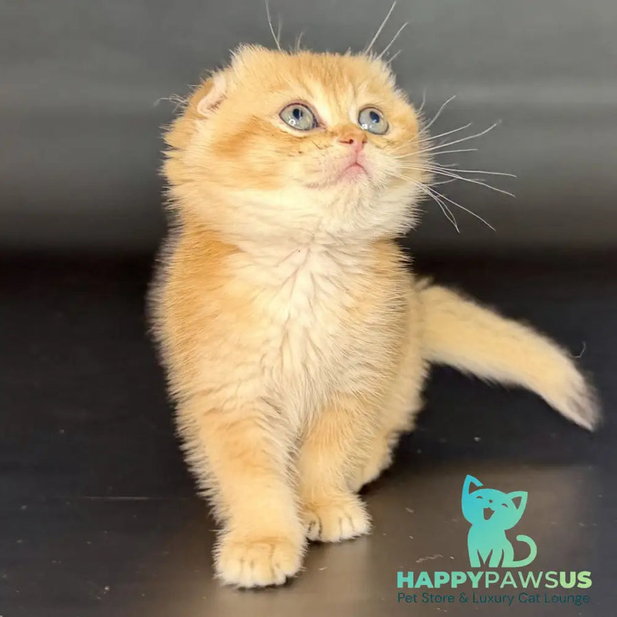 Ulani Scottish Fold female black golden chinchilla - live animals