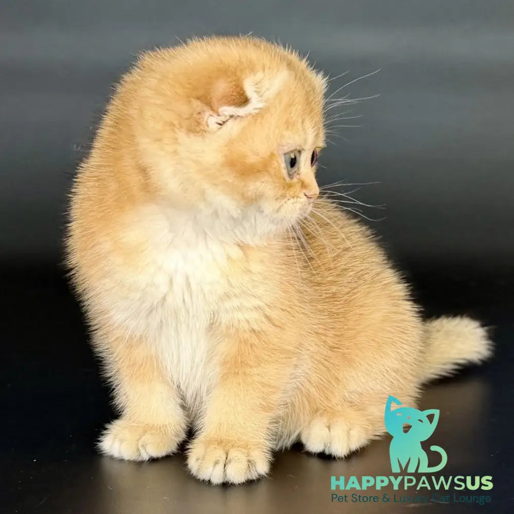 Ulani Scottish Fold female black golden chinchilla - live animals