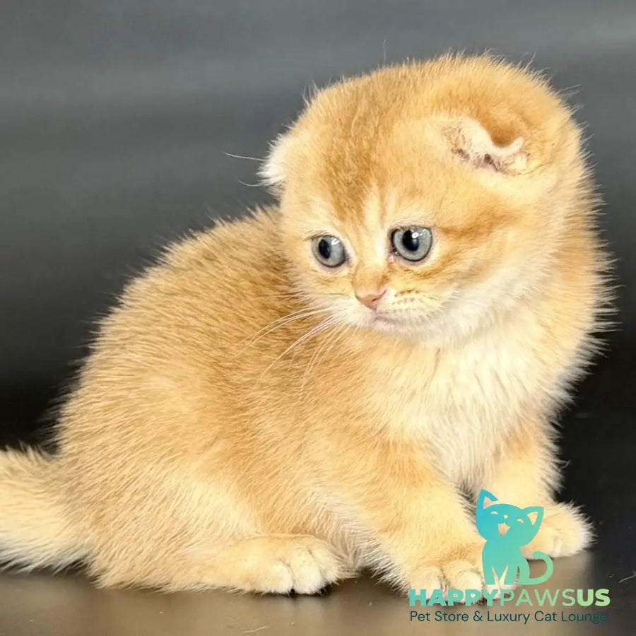 Ulani Scottish Fold female black golden chinchilla - live animals