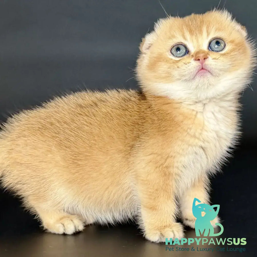 Ulani Scottish Fold female black golden chinchilla - live animals