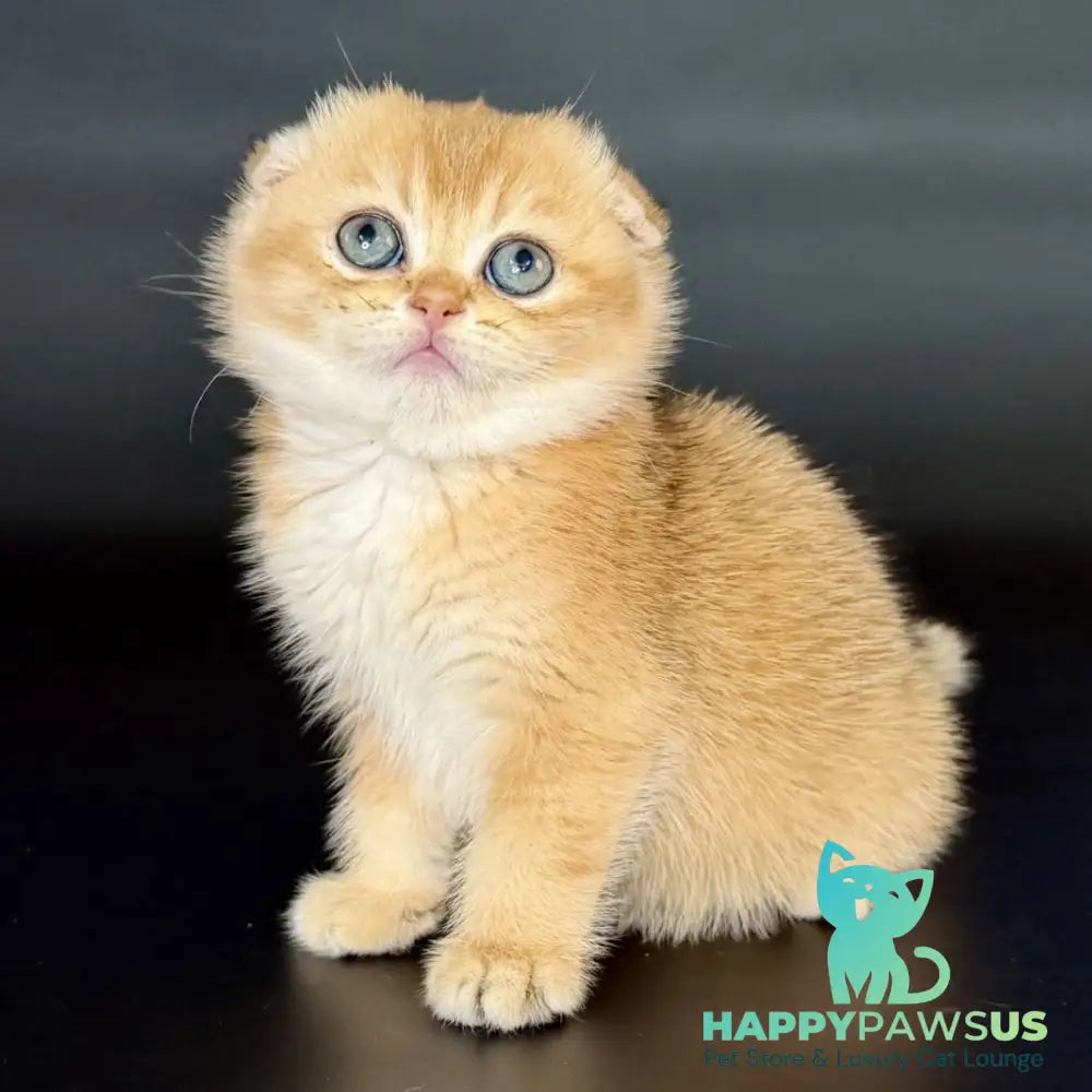 Ulani Scottish Fold female black golden chinchilla - live animals