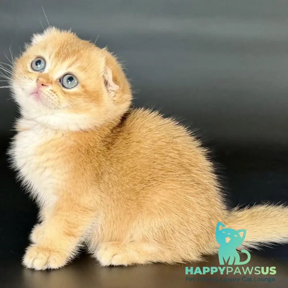 Ulani Scottish Fold female black golden chinchilla - live animals