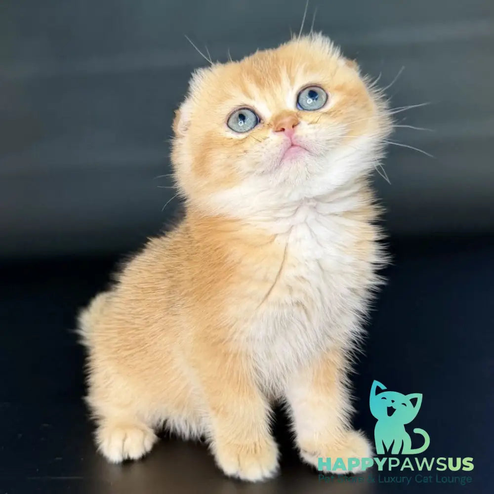 Ulani Scottish Fold female black golden chinchilla - live animals