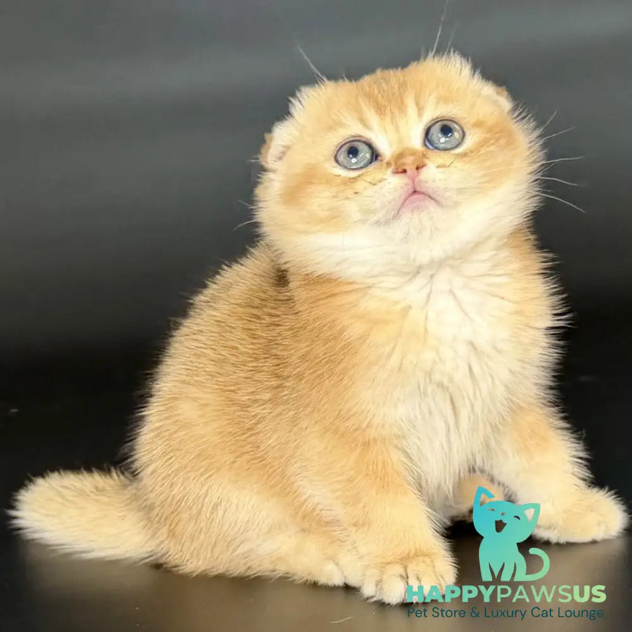 Ulani Scottish Fold female black golden chinchilla - live animals