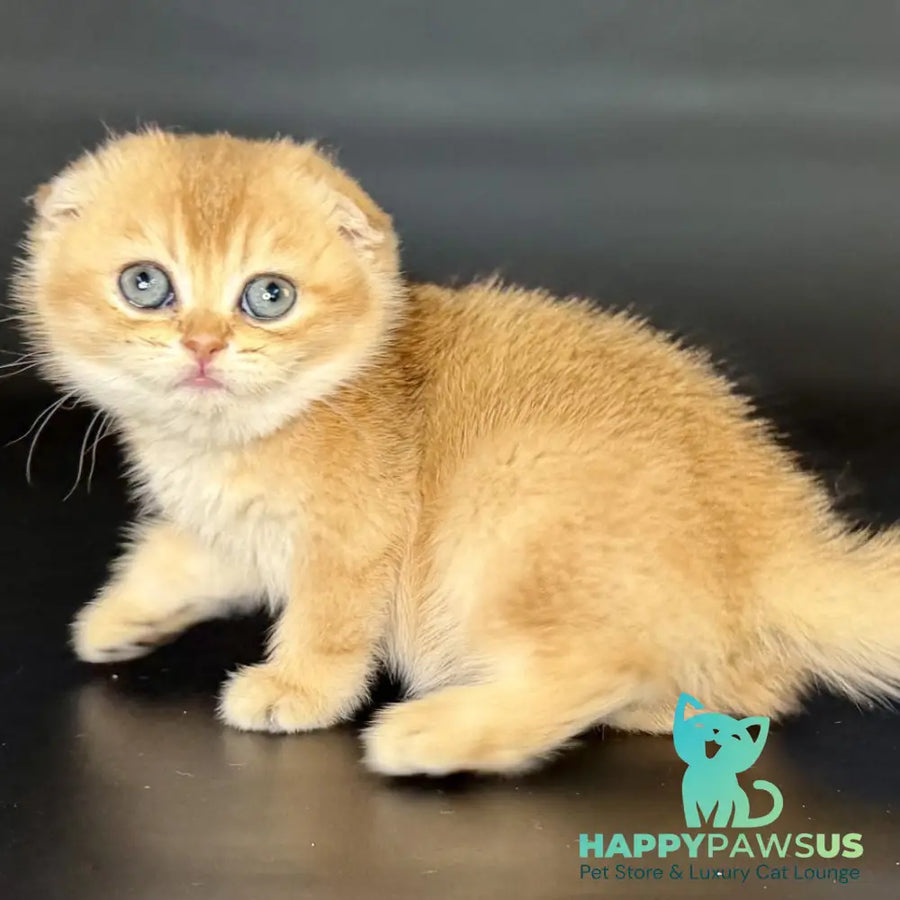 Ulani Scottish Fold female black golden chinchilla - live animals