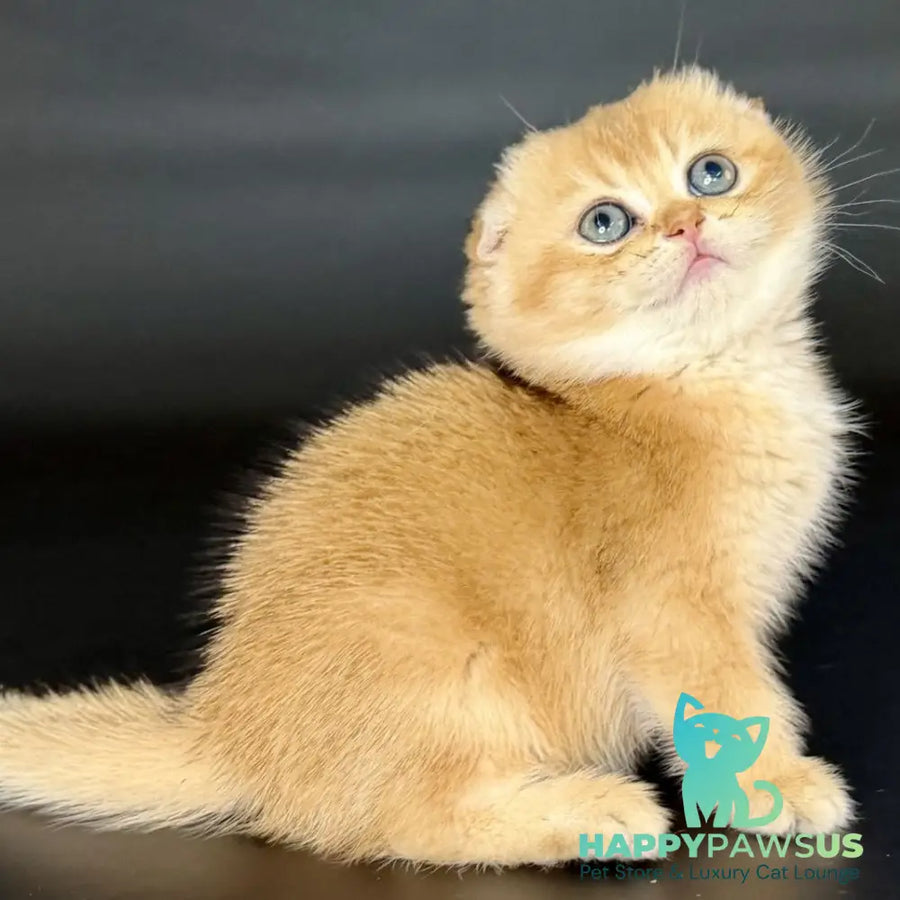 Ulani Scottish Fold female black golden chinchilla - live animals