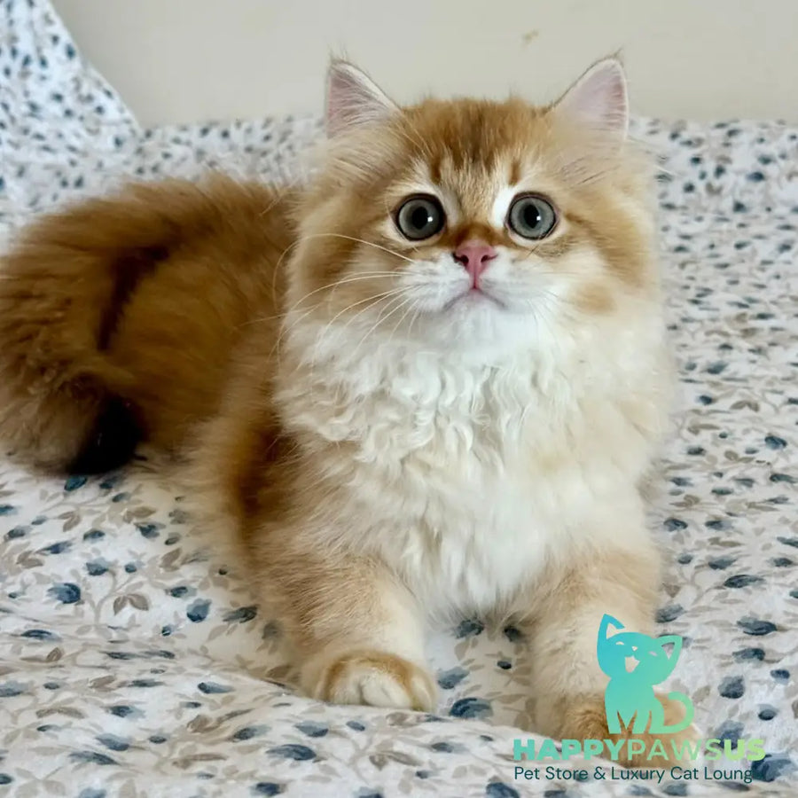 Ulesly British Longhair male chocolate golden chinchilla - live animals