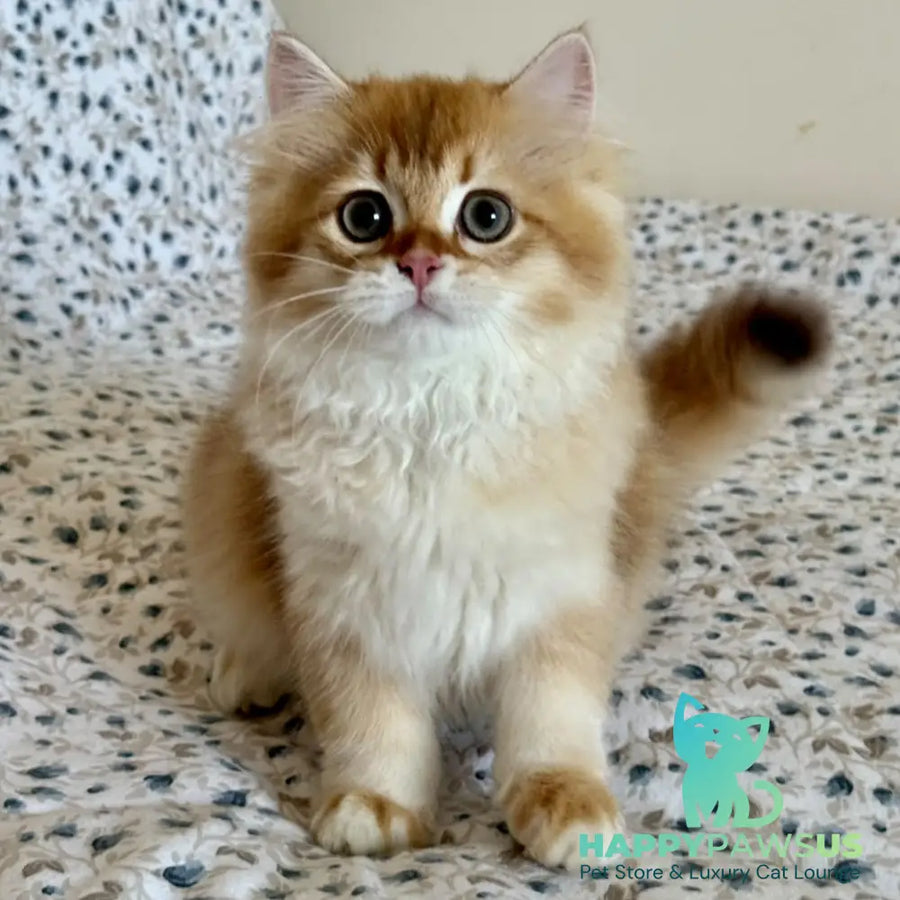 Ulesly British Longhair male chocolate golden chinchilla - live animals