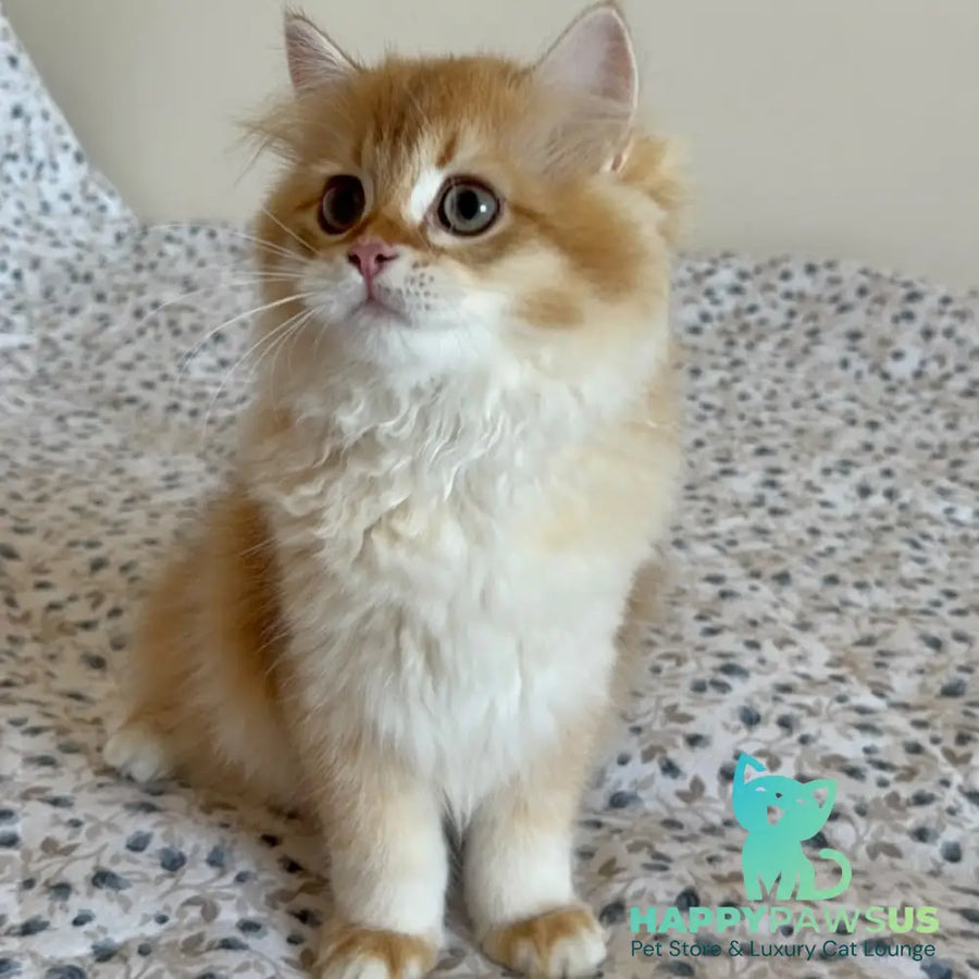 Ulesly British Longhair male chocolate golden chinchilla - live animals